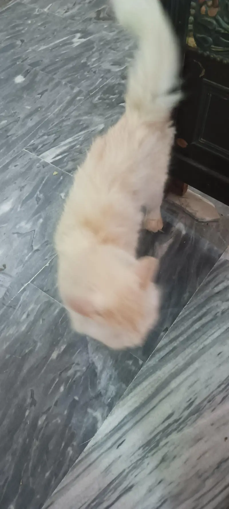 Persian Cat — photo 5
