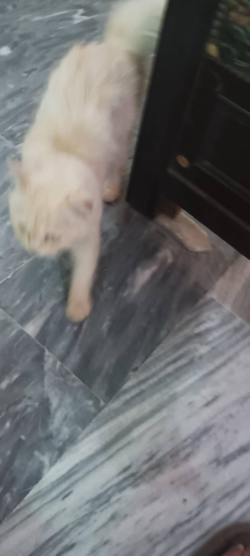 Persian Cat 5
