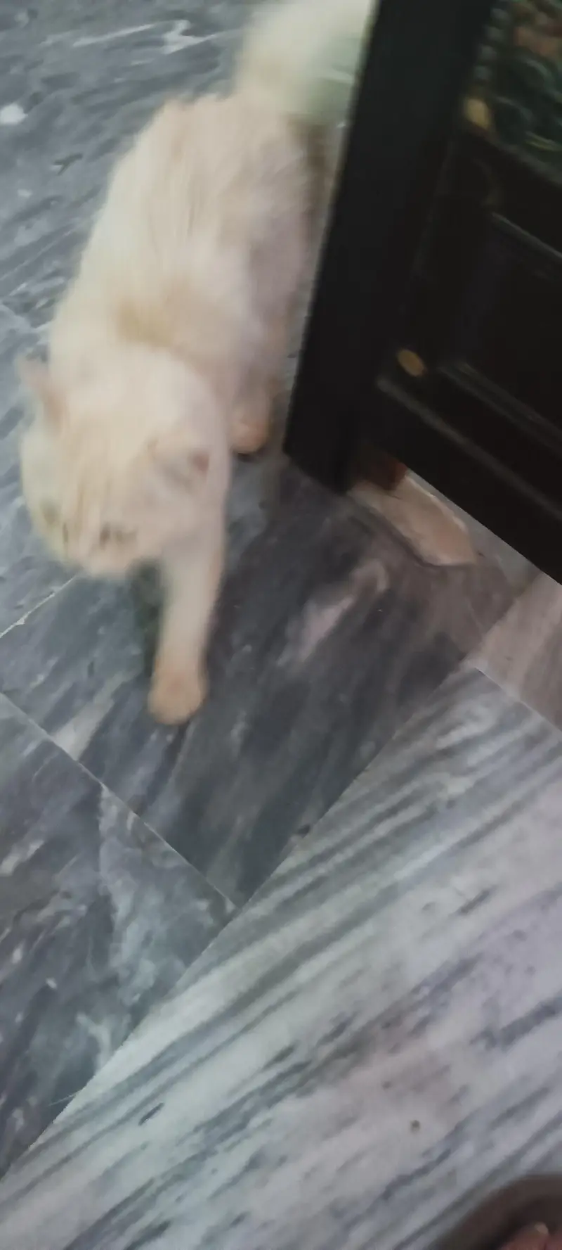 Persian Cat — photo 6