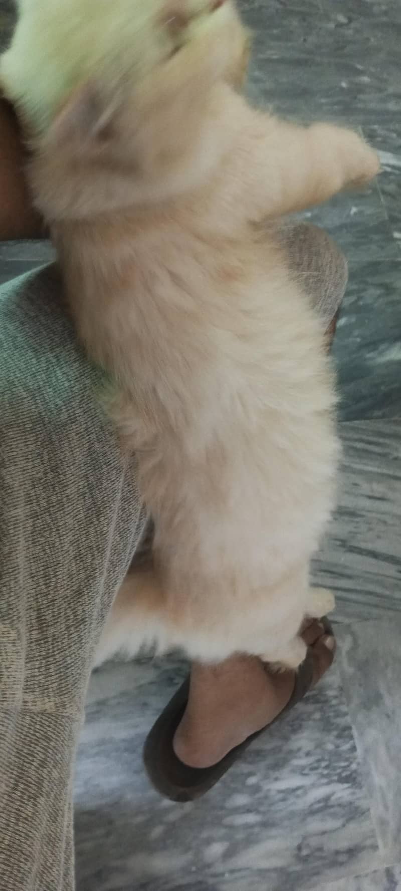 Persian Cat 6