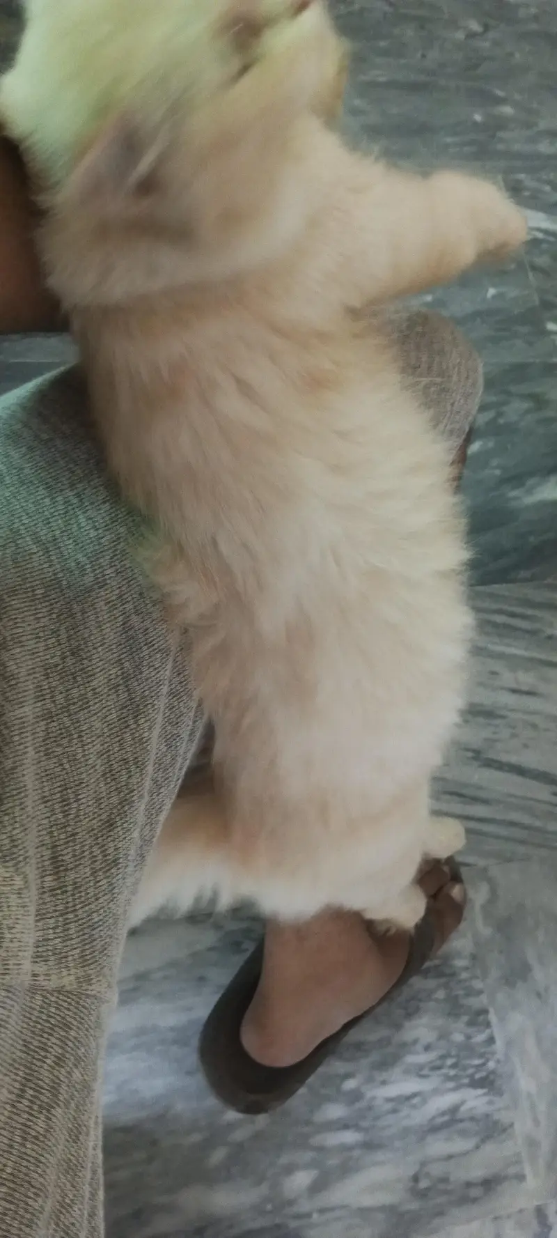Persian Cat — photo 7