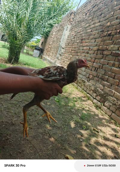 it "Beautiful and strong genuine aseel chickor for sale"