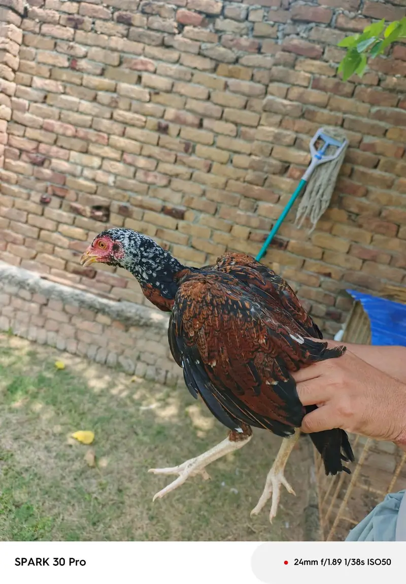 it "Beautiful and strong genuine aseel chickor for sale" — photo 2