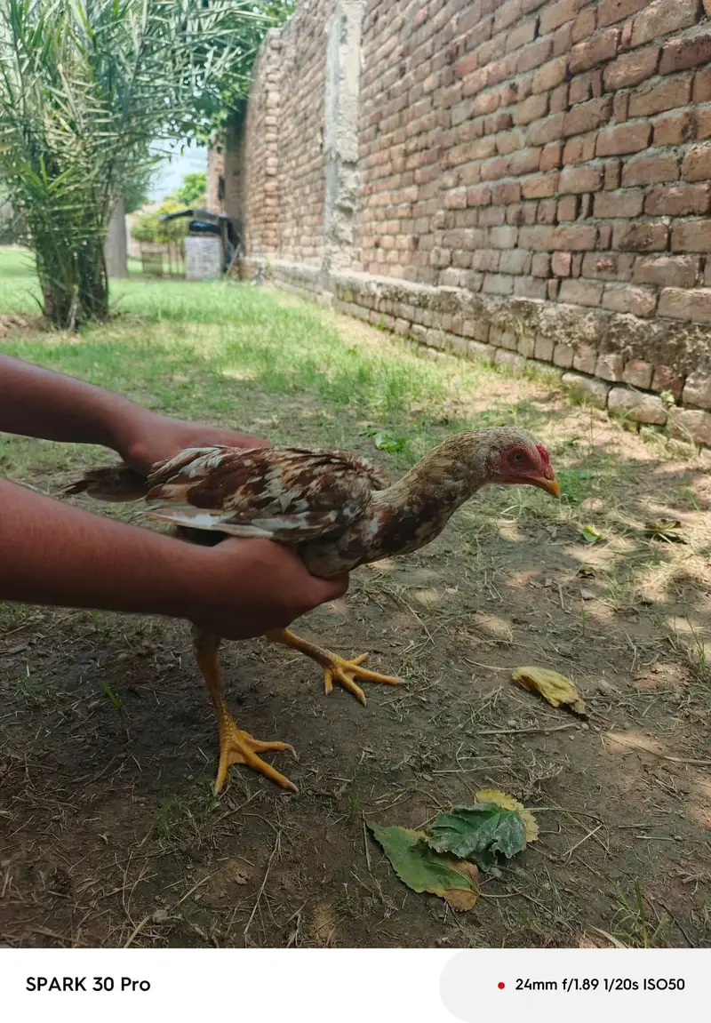 it "Beautiful and strong genuine aseel chickor for sale" — photo 3