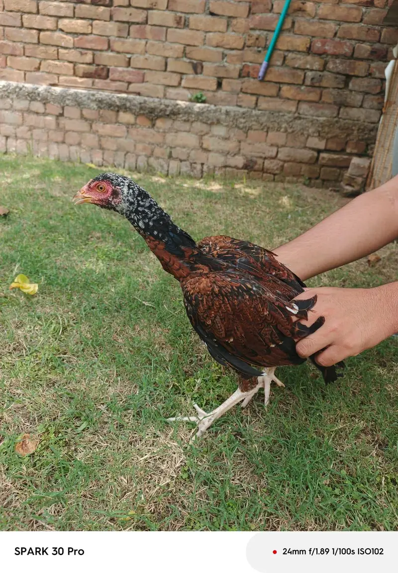 it "Beautiful and strong genuine aseel chickor for sale" — photo 4