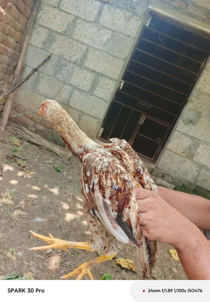 it "Beautiful and strong genuine aseel chickor for sale" — photo 5