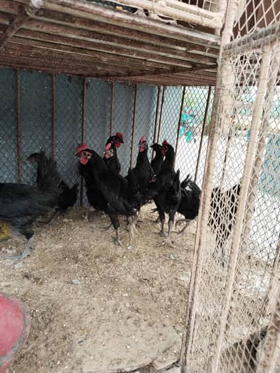 Black Australorp Roosters For Sale