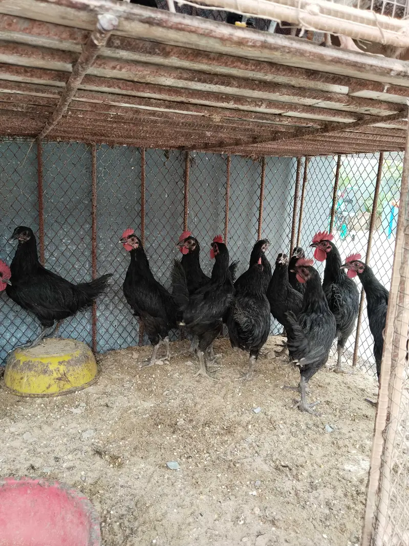 Black Australorp Roosters For Sale — photo 2