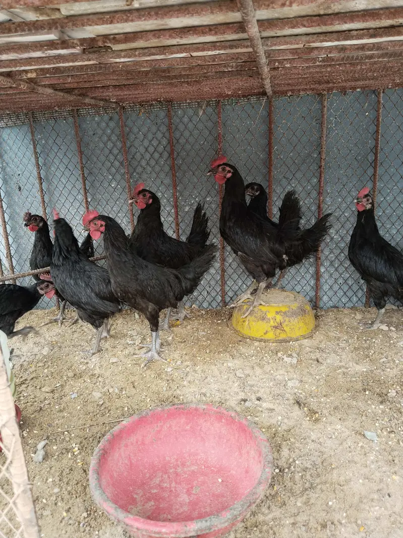 Black Australorp Roosters For Sale — photo 3