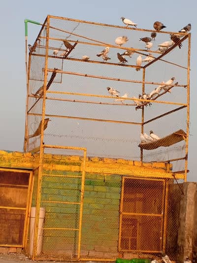 30 sy 40 kabotar  Hy pair mily gye