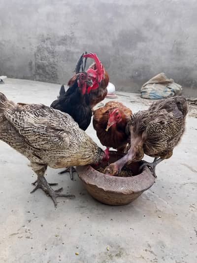 Desi ghr ki Pali huwi 4 murgiya 1 murga 2 Aseel jawa