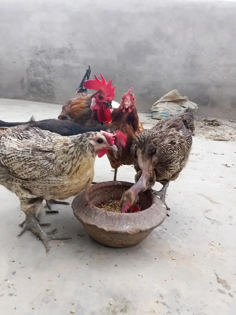 Desi ghr ki Pali huwi 4 murgiya 1 murga 2 Aseel jawa — photo 2