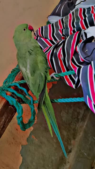 green female parrot 03253611043 is me rabta kre