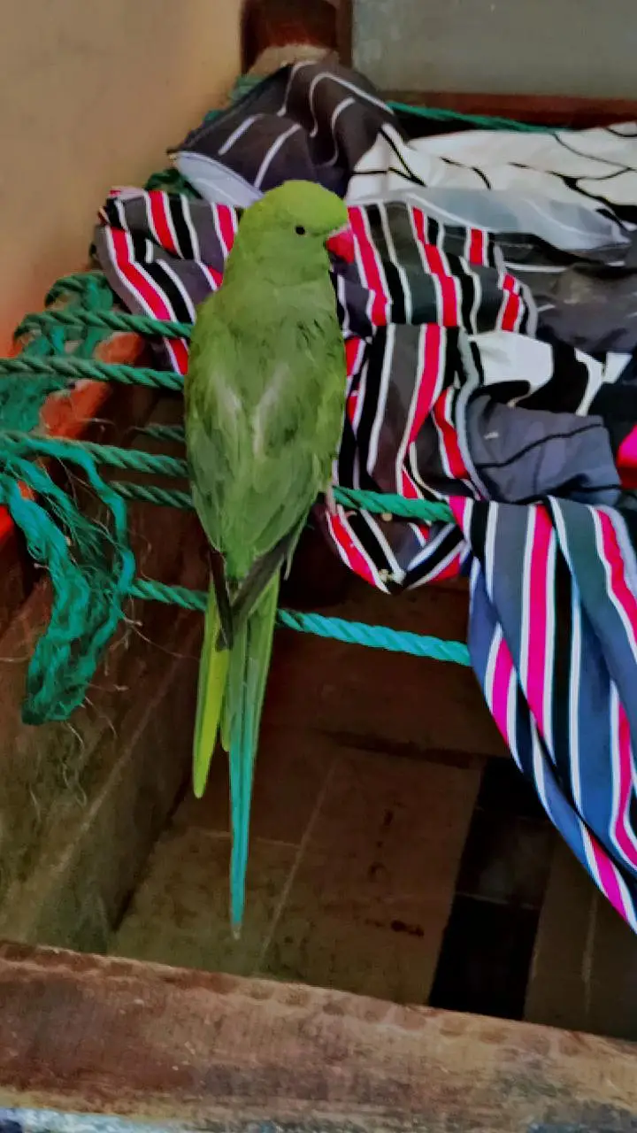 green female parrot 03253611043 is me rabta kre — photo 2