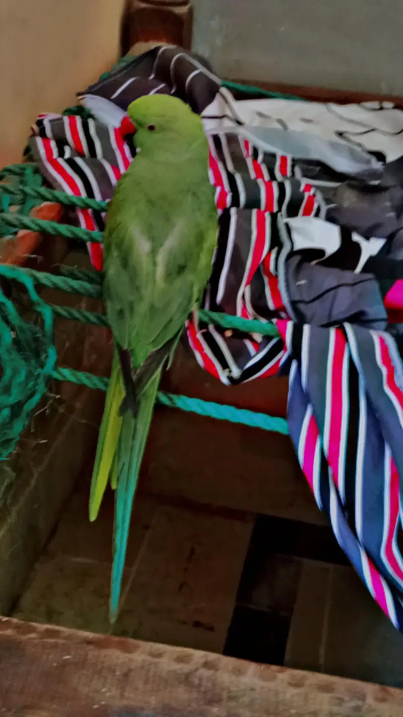 green female parrot 03253611043 is me rabta kre — photo 3