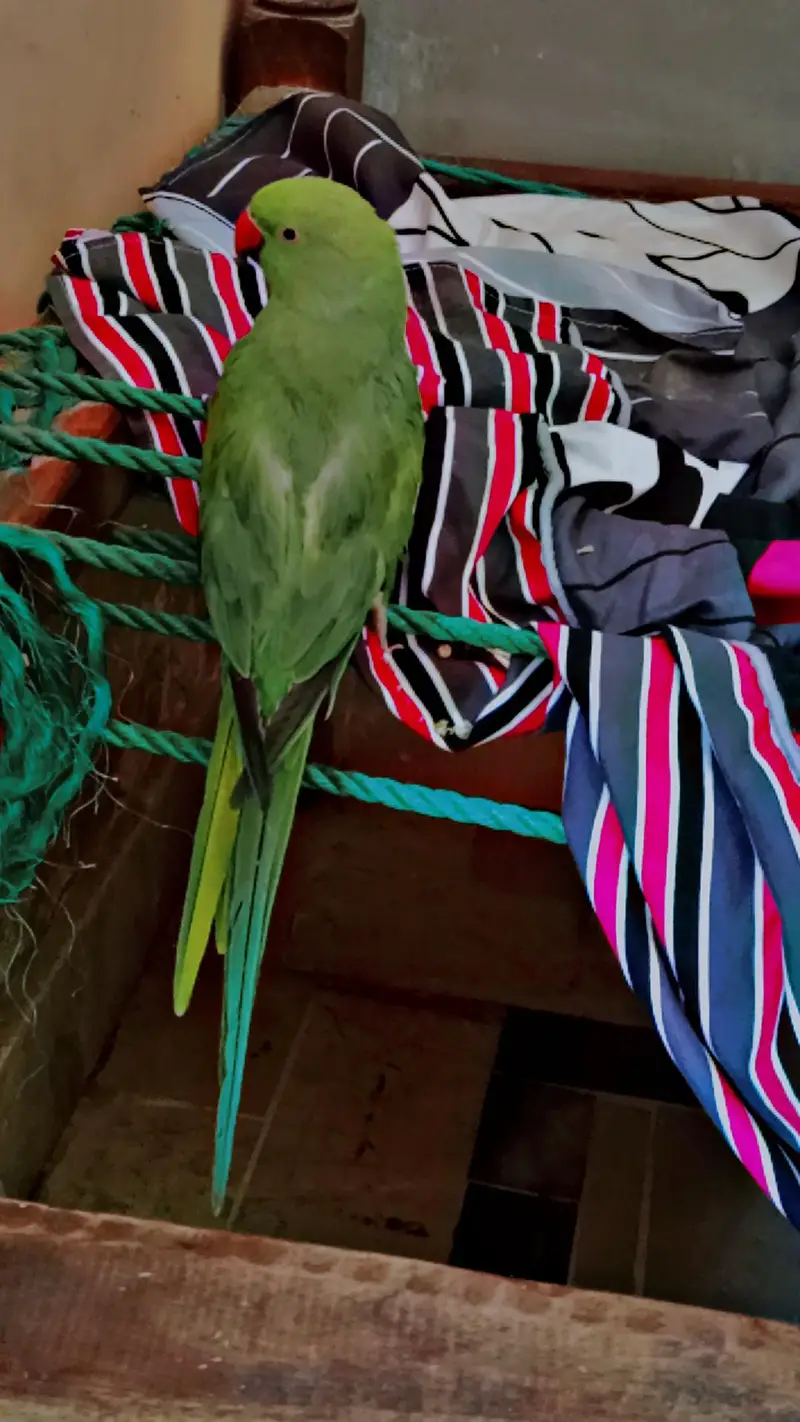 green female parrot 03253611043 is me rabta kre — photo 4