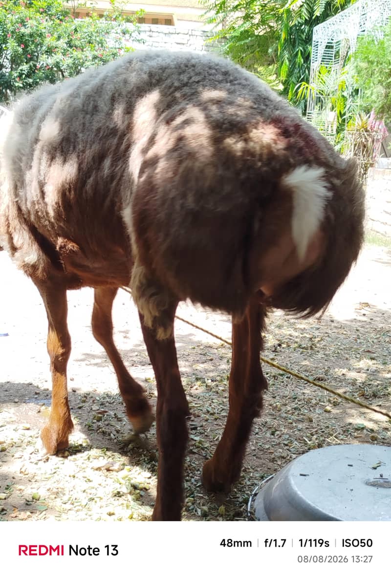 dumba 3