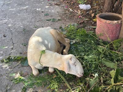 Healthy Desi Sheep / Dumba for Sale – Qurbani Ready