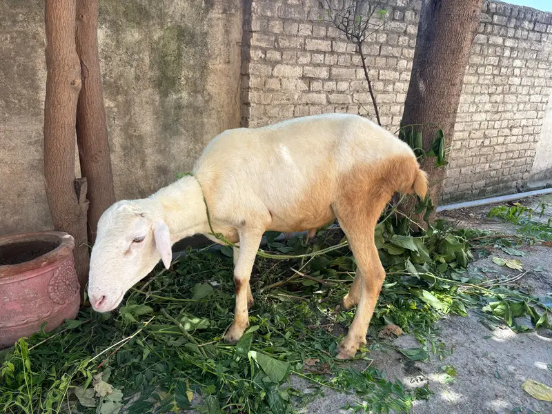 Healthy Desi Sheep / Dumba for Sale – Qurbani Ready — photo 2