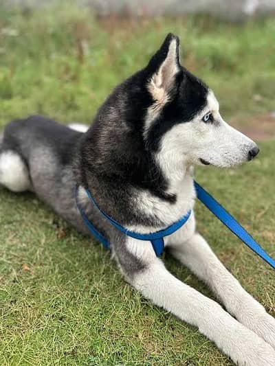 sibarian husky | husky | breeder female