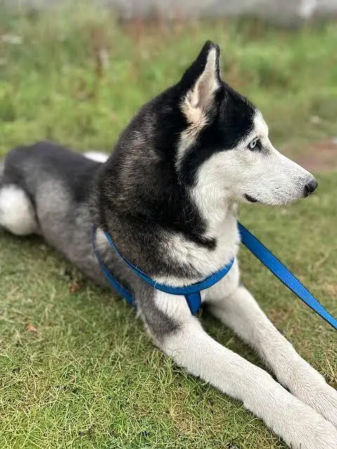 sibarian husky | husky | breeder female