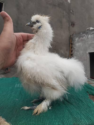 WHITE SILKIE MALE