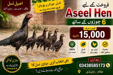 Aseel Hen with 6 Chicks for Sale – Rawalpindi