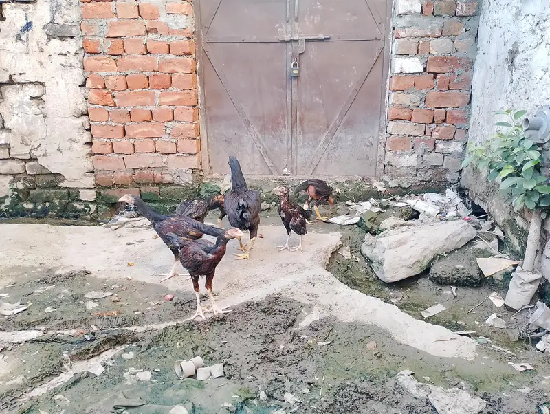  Aseel Hen with 6 Chicks for Sale – Rawalpindi — photo 2
