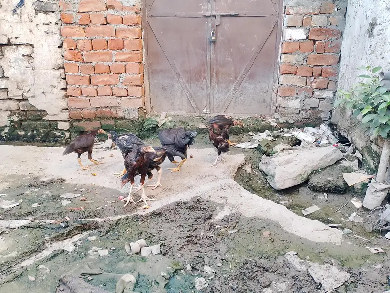  Aseel Hen with 6 Chicks for Sale – Rawalpindi — photo 3