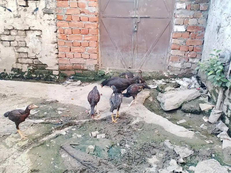  Aseel Hen with 6 Chicks for Sale – Rawalpindi — photo 4