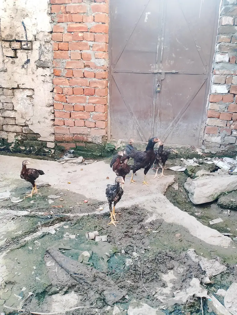 Aseel Hen with 6 Chicks for Sale – Rawalpindi — photo 5