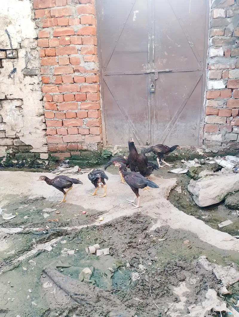  Aseel Hen with 6 Chicks for Sale – Rawalpindi — photo 6