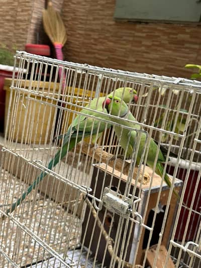 Raw parrots with big Cage
