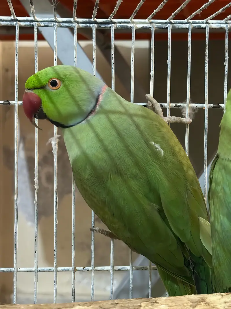 Raw parrots with big Cage — photo 2