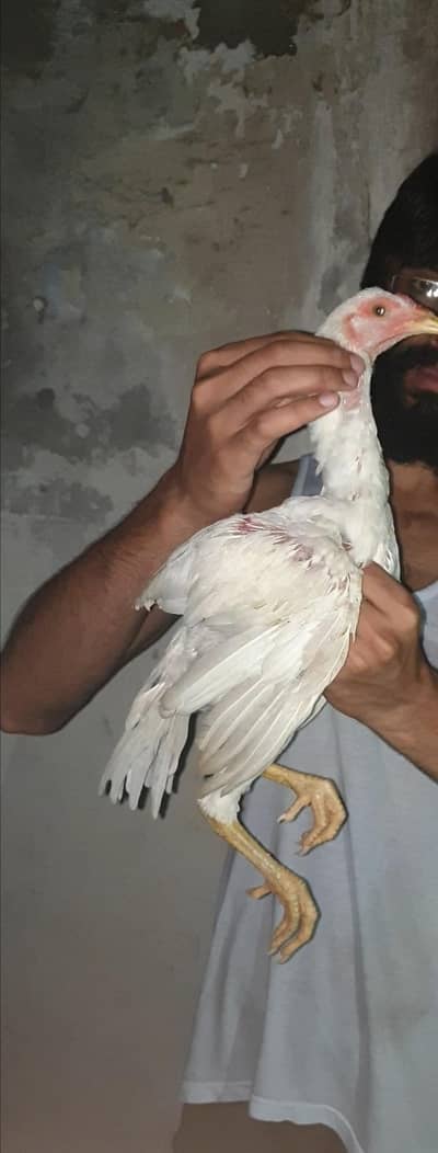 aseel white chozay