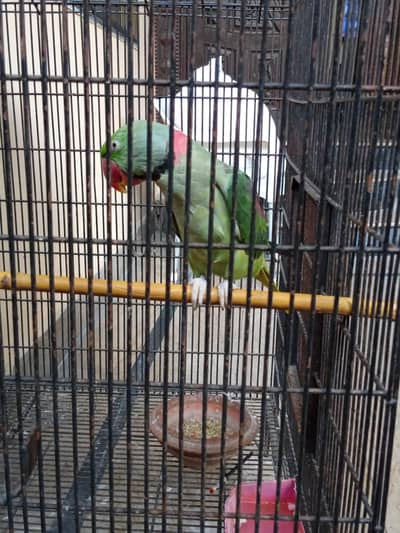 raw parrot