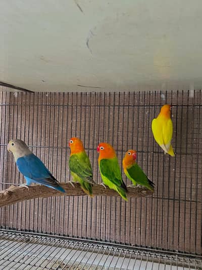 lovebirds parrots pair