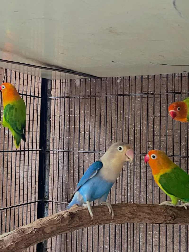lovebirds parrots pair — photo 2