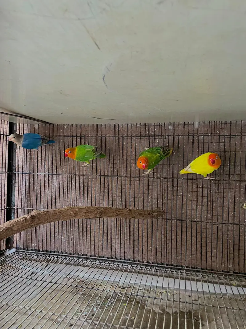 lovebirds parrots pair — photo 3