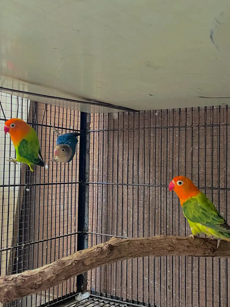 lovebirds parrots pair — photo 4