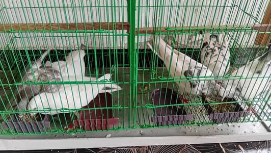 6 kabutar for sale