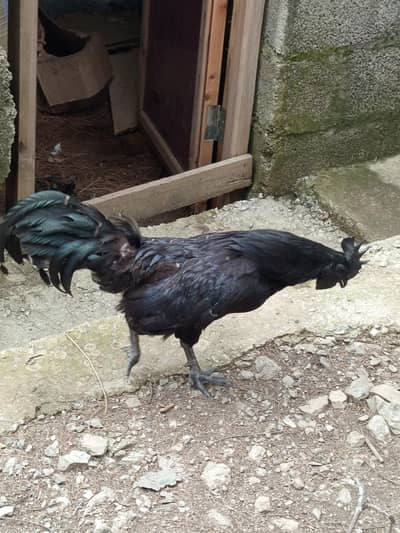 ayam cemani
