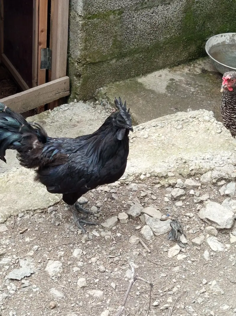 ayam cemani — photo 2