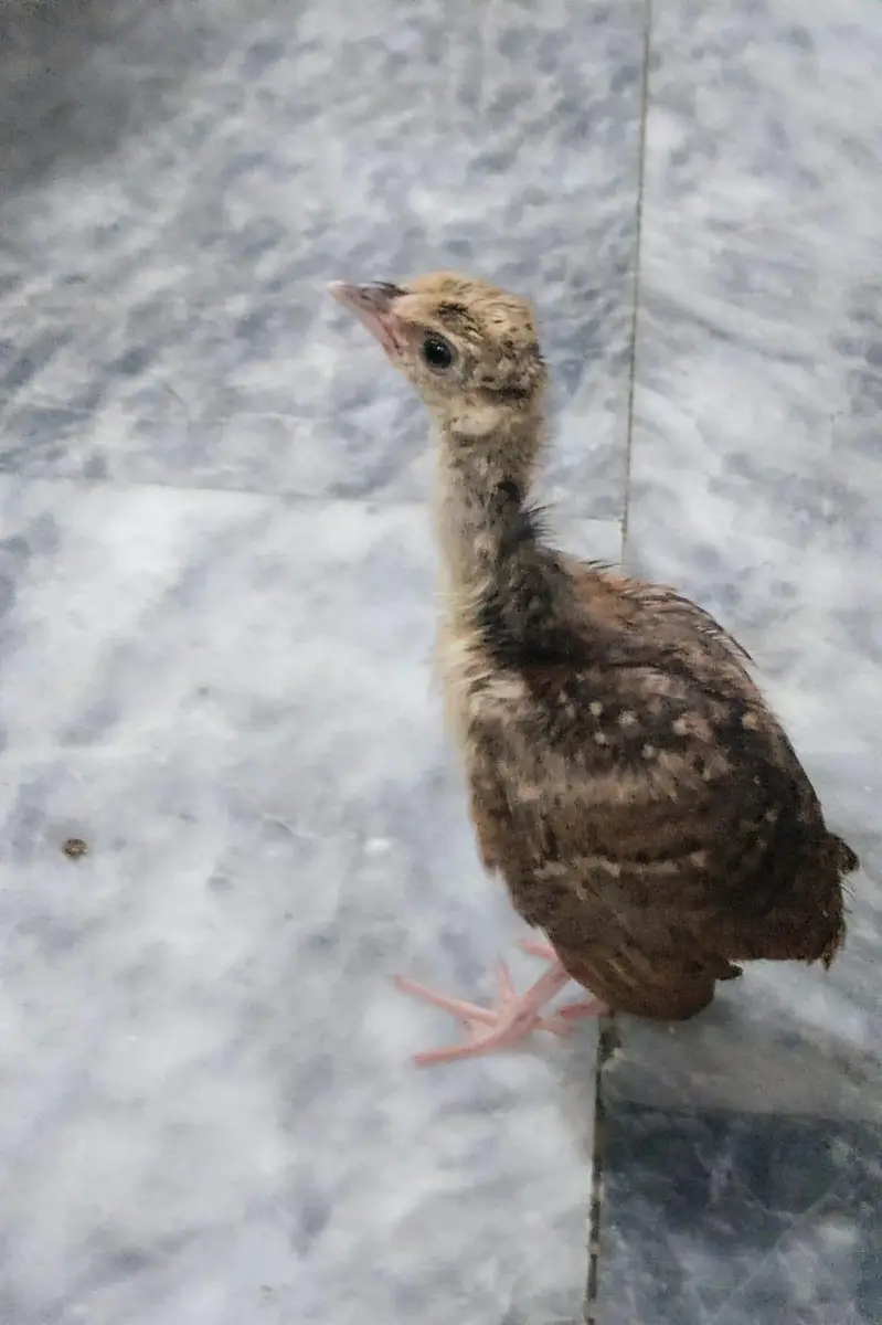 Two blue Shoulder Peacock Chicks — photo 2