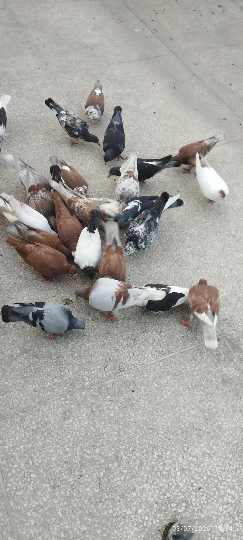 Kabooter for sale — photo 4