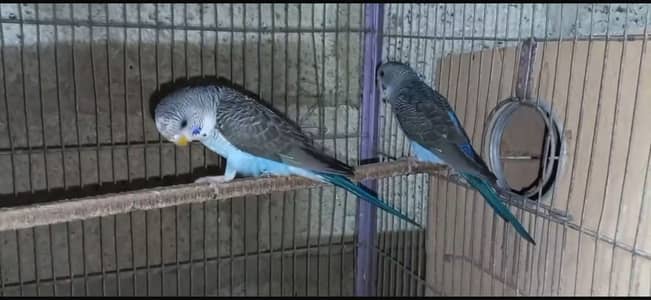 Black shoulder or TCB king pair