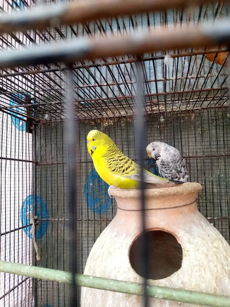 Black shoulder or TCB king pair — photo 2