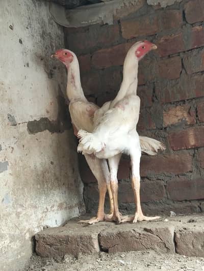 shamo pathy for sale. contact number 03044329754
