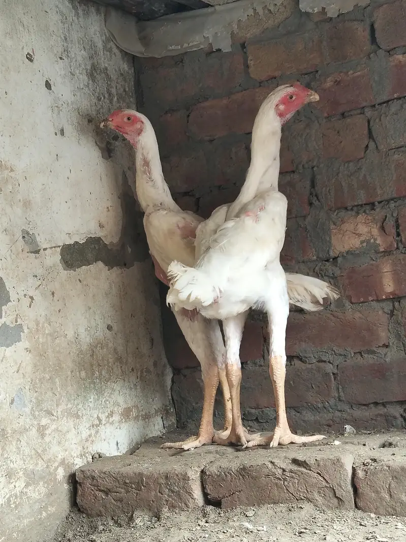 shamo pathy for sale. contact number 03044329754 — photo 2