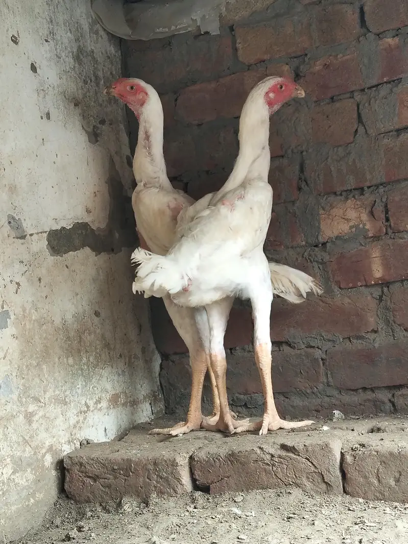 shamo pathy for sale. contact number 03044329754 — photo 3